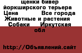 щенки бивер йоркширского терьера › Цена ­ 8 000 - Все города Животные и растения » Собаки   . Иркутская обл.